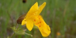 Mimulus, Flores de Bach para el miedo