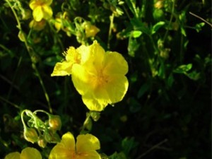 Rock Rose, Flores de Bach para el miedo