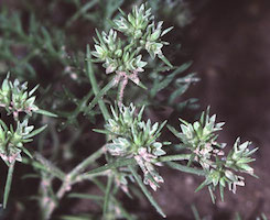 Scleranthus, flores de bach para la inseguridad, dura, incertidumbre