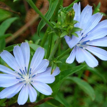 Chicory Flores de Bach