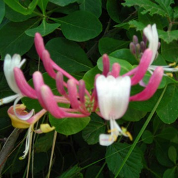 Flores de Bach Honeysuckle