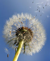 Diente de león
