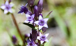 Gentian, flores de bach para la incertidumbre