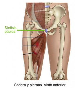 sinfisis pubica en embarazo sinfisis pubica en embarazo